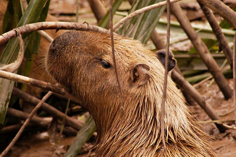Capybara Amazon jungle Llama Travel