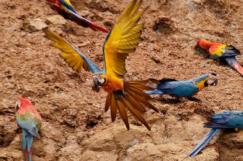 blue and gold macaw Amazon jungle Peru Llama Travel