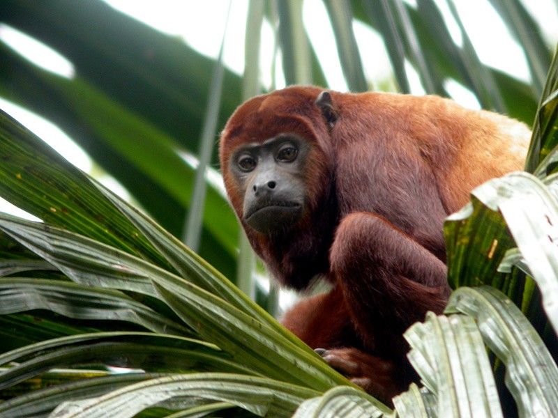 Sacha Lodge Red Howler Monkey