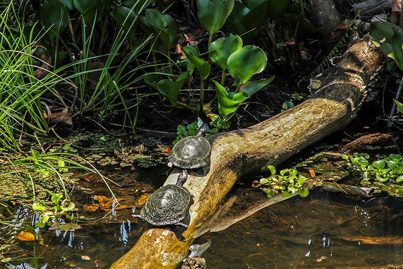 Turtles Amazon Jungle Ecuador Llama Travel