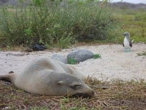 A seal on the Galapagos Islands