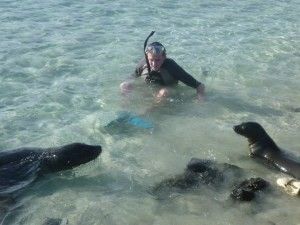 Galapagos Sea Lions
