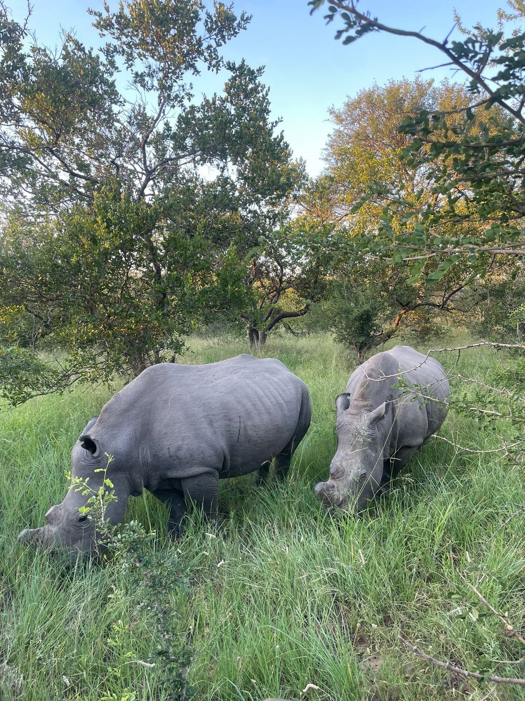 Two female rhinos munching through the shrubs.