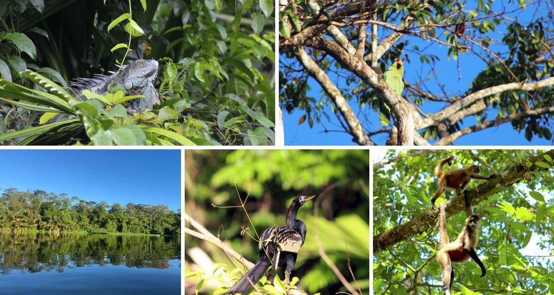 A collage of various animals, including bearded iguanas and monkeys, around Tortuguero National Park.