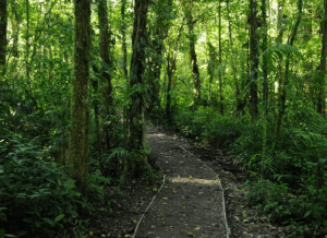 Monterverde Cloudforest