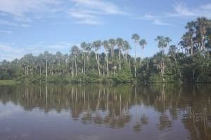 The Amazon