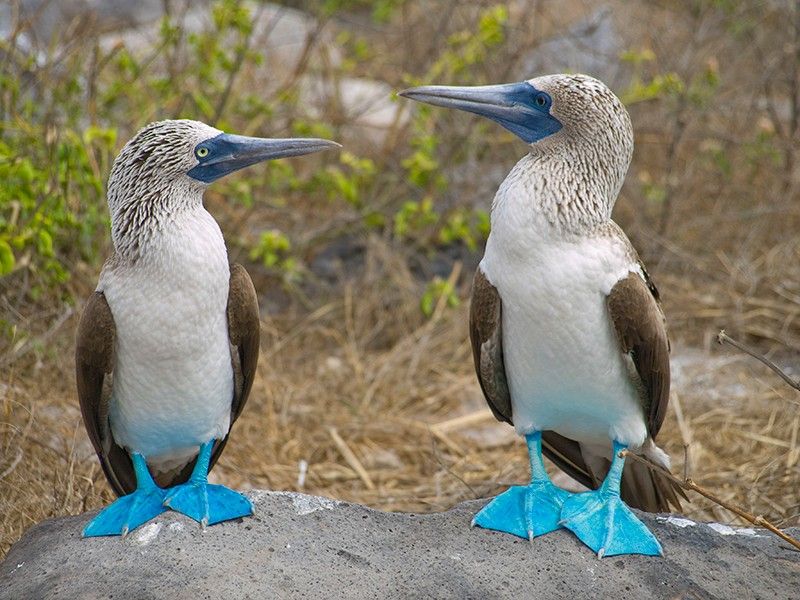 Blue footed boobies Galapagos