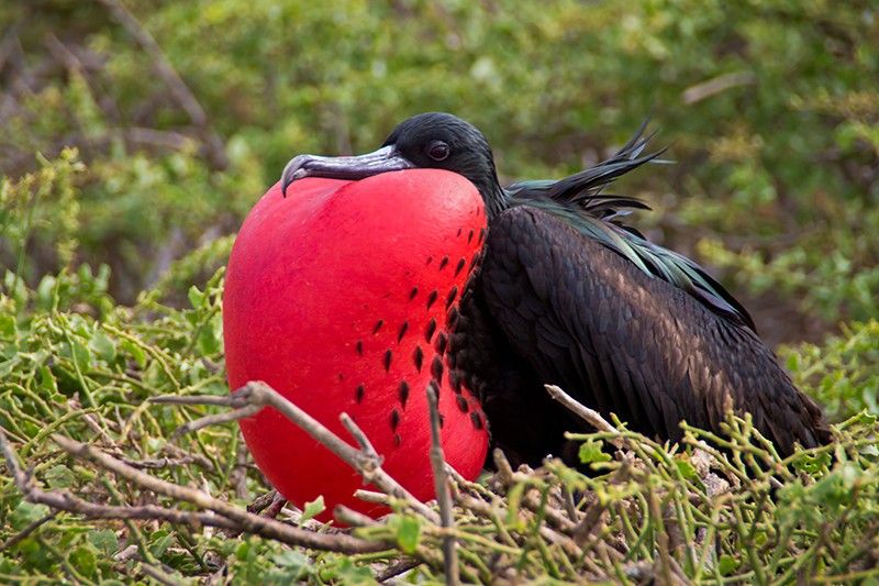Great frigate bird Galapagos