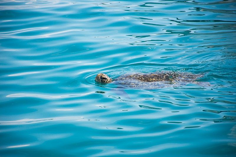 Turtle Galapagos