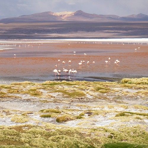 Laguna Colorada Bolivia overland