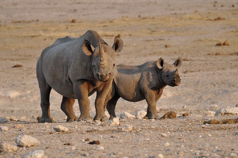 Rhinos Damaraland Namibia