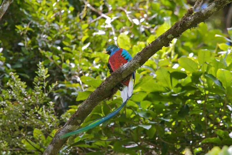 Quetzal bird Villa Blanca CLoud Forest Reserve Costa Rica Llama Travel