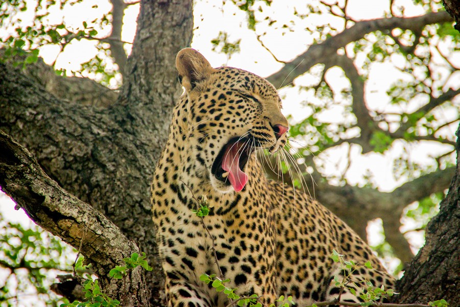 leopard-yawning-kruger.jpg