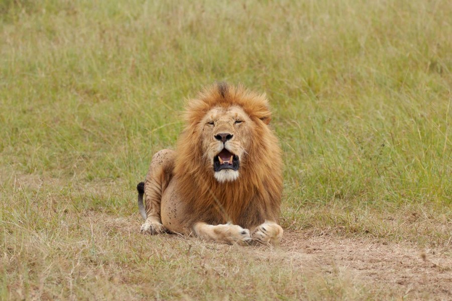 lion-masai-mara.jpg